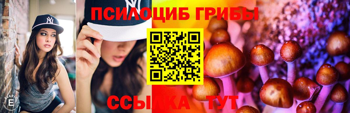 где продают наркотики  Вход с VPN  Павлово  Галлюциногенные грибы мицелий  Галлюциногенные грибы Psilocybe 